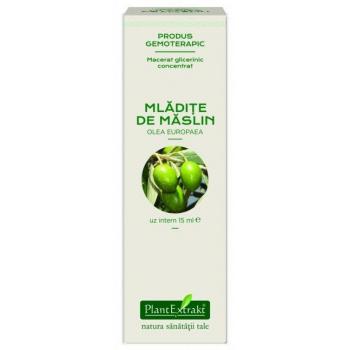 Extract concentrat din mladite de maslin - olea europaea mg 15 ml PLANTEXTRAKT